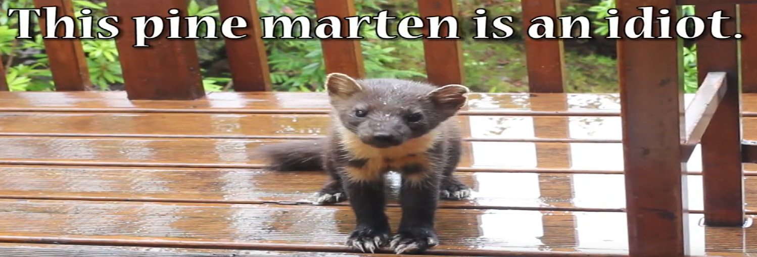 Photo of a pine marten with the text "This pine marten is an idiot"